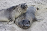 Southern Elephant Seals